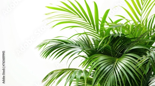 Luxuriant palm leaves on pristine white. Tropical paradise captured in vivid detail. photo