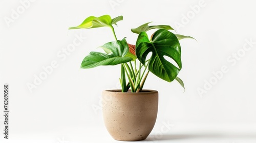 Monstera Deliciosa in pots, set against a white background, are suitable for interior home decoration