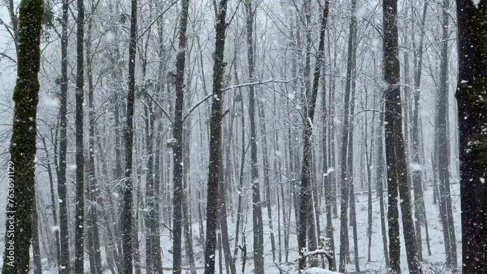 Minimal snowfall wide panoramic view landscape of nature in heavy snow parallel view of tree trunk in nature scenic view of snowflakes in Hyrcanian forest in middle east asia rural countryside town Minimal snowfall wide panoramic view landscape of nature in heavy snow parallel view of tree trunk in nature scenic view of snowflakes in Hyrcanian forest in middle east asia rural countryside town