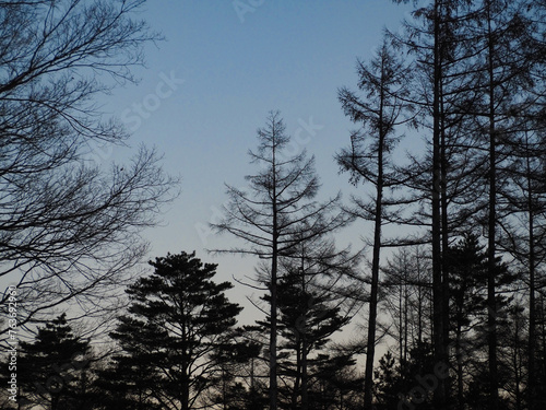 夜明けの森