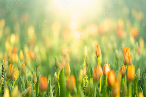 Nature of tulip flower in garden using as cover page background natural flora wallpaper or template brochure landing page design