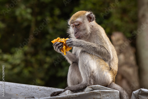 Macaque monkey at the Batu Caves with fruit given by passing visitors, Kuala Lumpur, Malaysia, Southeast Asia