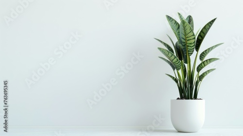 Snake Plant in pots, set against a white background, are suitable for interior home decoration