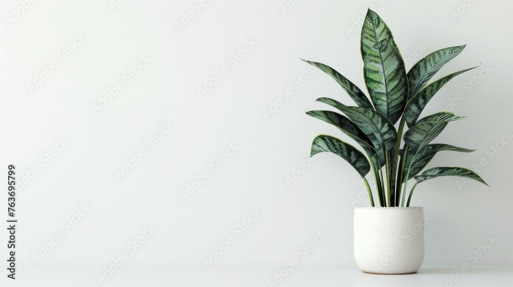 The green plant in pots, set against a white background, are suitable for interior home decoration