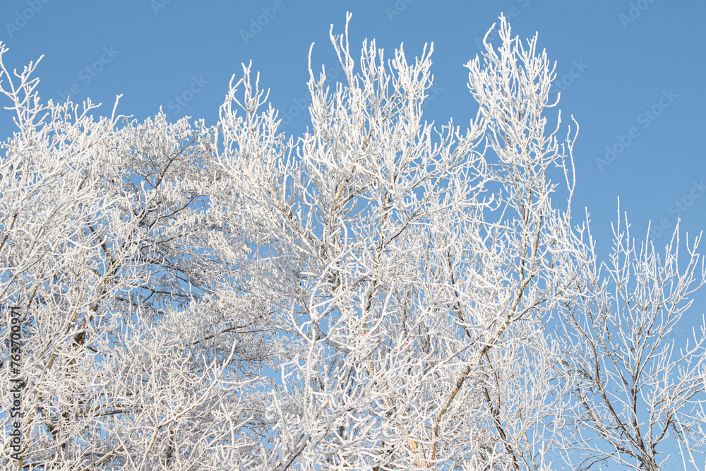 Fototapeta premium Tree branches covered with white frost against a blue sky.