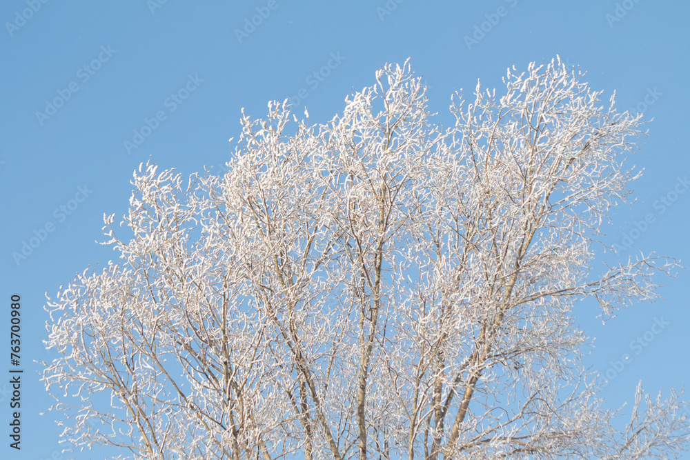 Tree branches covered with white frost against a blue sky.