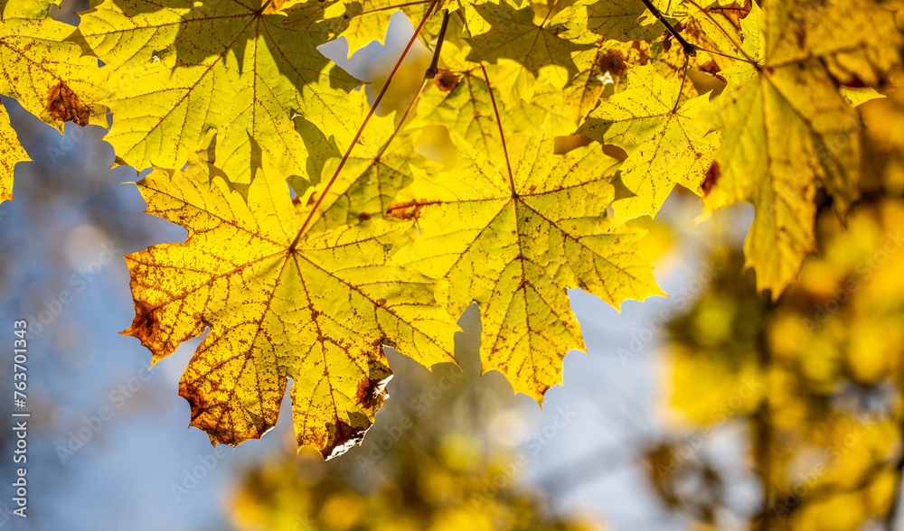 Yellow autumn leaves close-up against the sky, autumn landscape Yellow autumn leaves close-up against the sky, autumn landscape