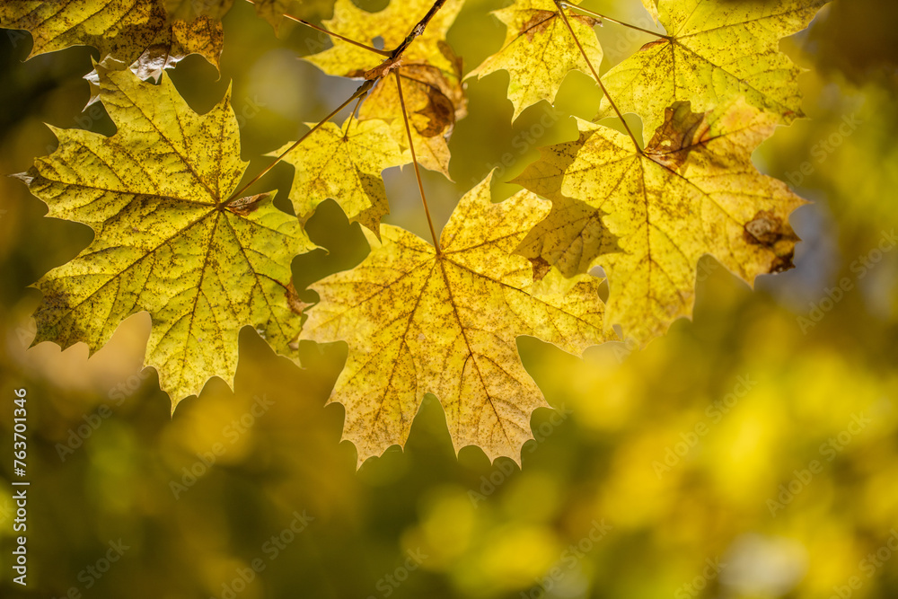 Bright autumn leaves close-up, autumn landscape. Bright autumn leaves close-up, autumn landscape.