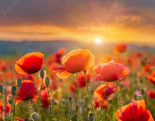 Poppy flower field at sunset; beautiful nature sunrise colors, banner