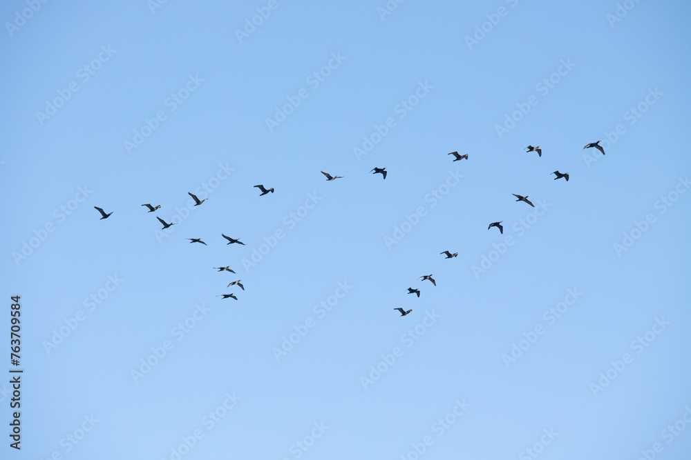 Migratory birds fly high in the blue sky. Migratory birds fly high in the blue sky.
