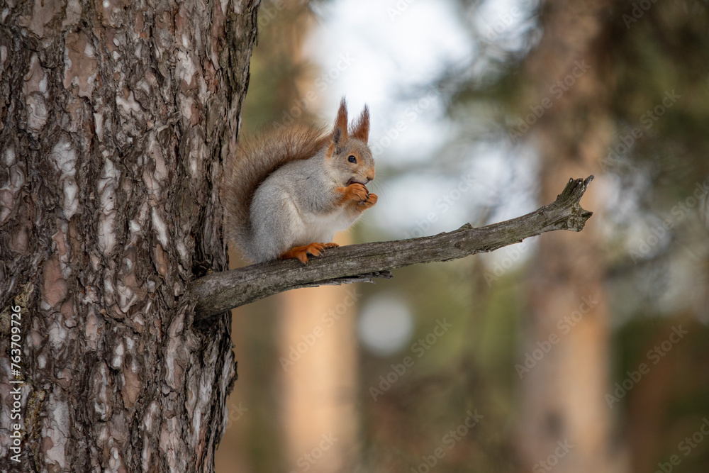 Squirrel on a tree in the forest. Forest landscape in winter. Squirrel on a tree in the forest. Forest landscape in winter.