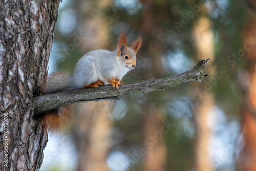 Squirrel on a tree in the forest. Forest landscape in winter.