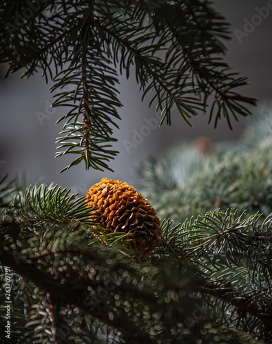 Pine Cone Resting on branch 