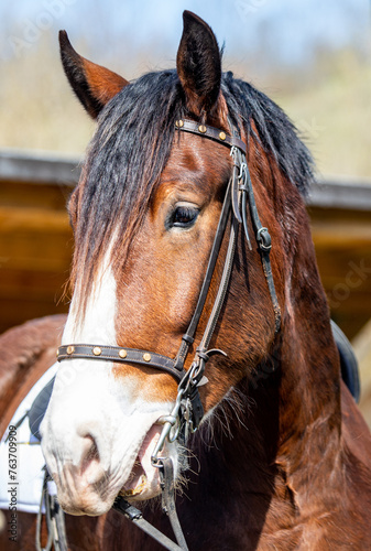 Close-up portrait of a horse.