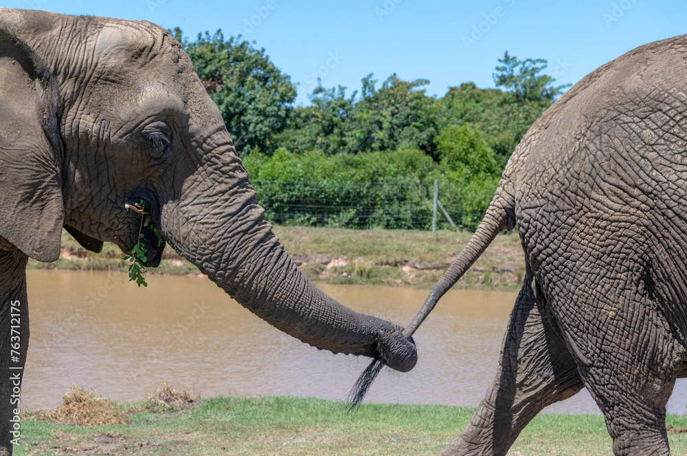 Elefant Sanctuary in South Africa