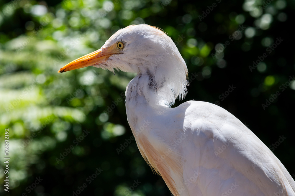 great white heron