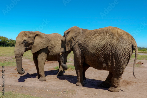 Elefant Sanctuary in South Africa