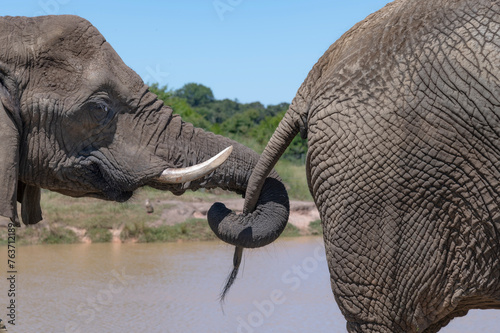 Obraz na płótnie Elefant Sanctuary in South Africa w salonie