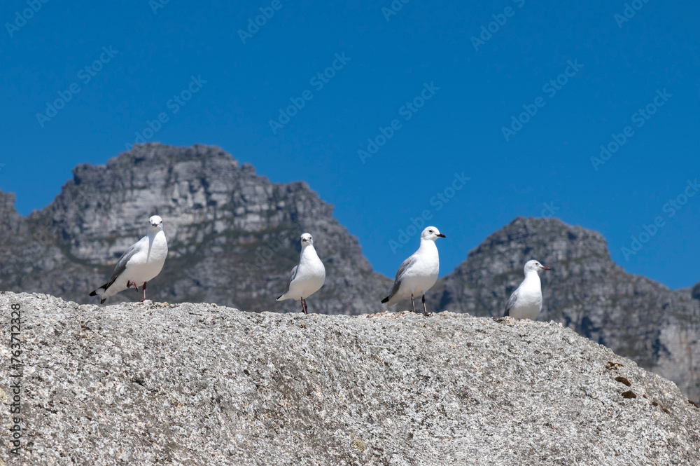 Seegulls on rocks