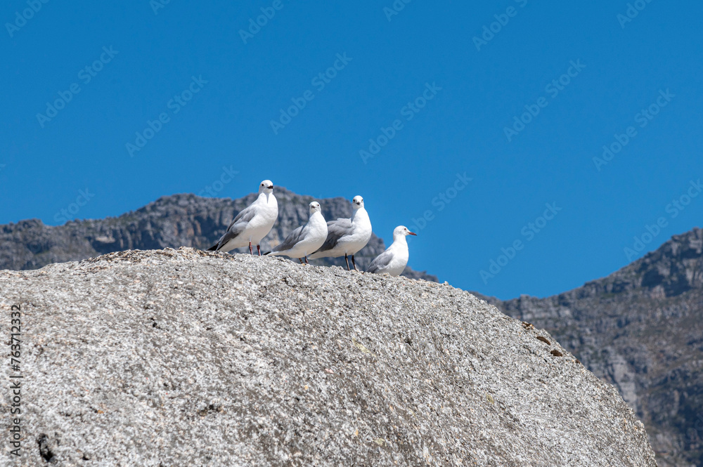 Seegulls on rocks