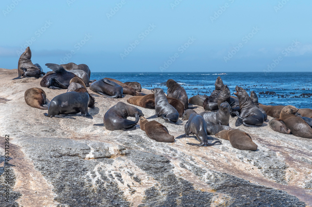 Colony of seals in South Africa
