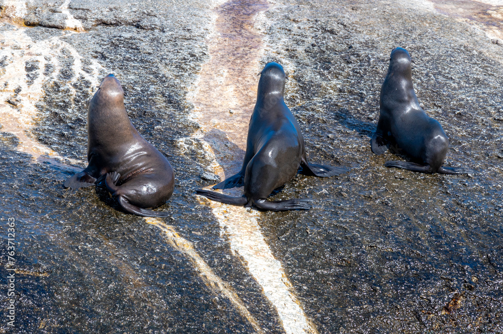 Colony of seals in South Africa