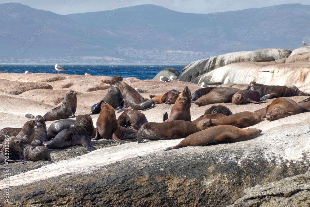 Colony of seals in South Africa