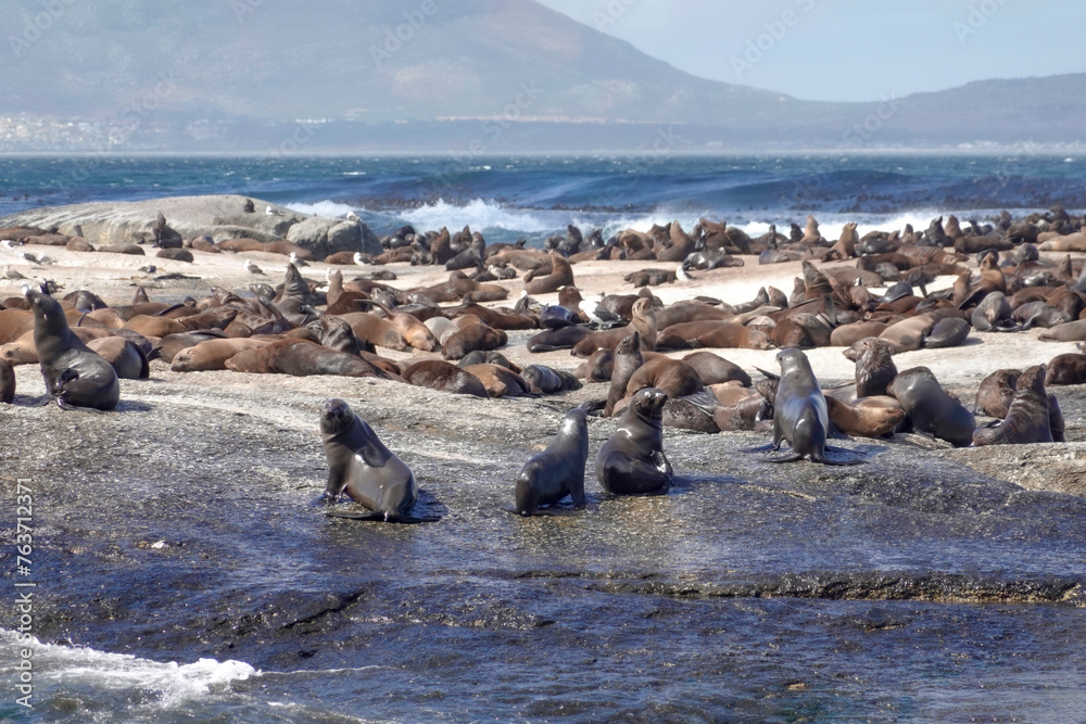 Colony of seals in South Africa