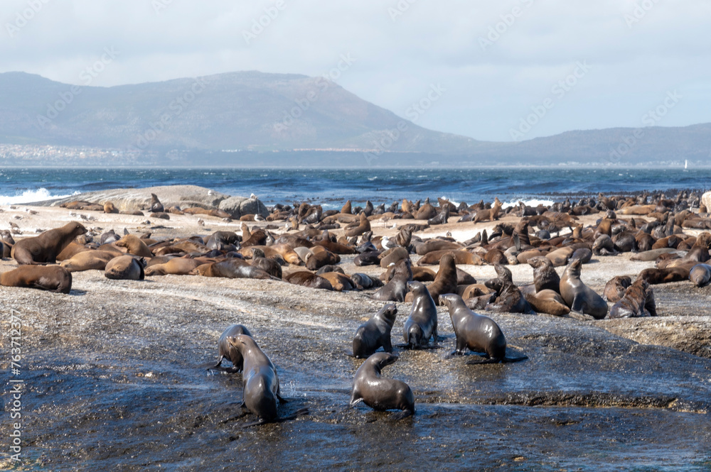 Colony of seals in South Africa