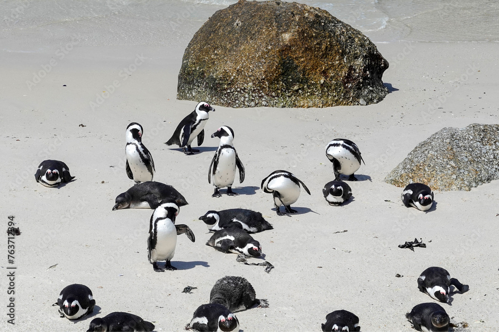 Colony of penguins in Cape Town