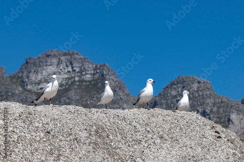 Obraz na płótnie Seegulls on rocks w salonie