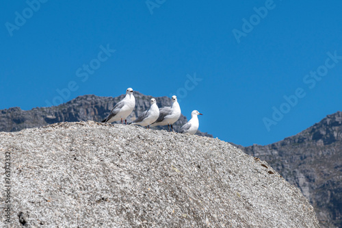 Obraz na płótnie Seegulls on rocks w salonie