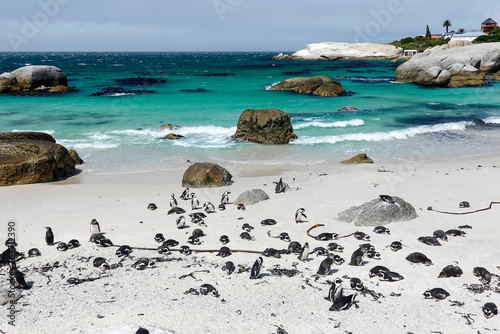 Colony of penguins in Cape Town