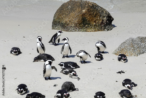 Obraz na płótnie Colony of penguins in Cape Town w salonie