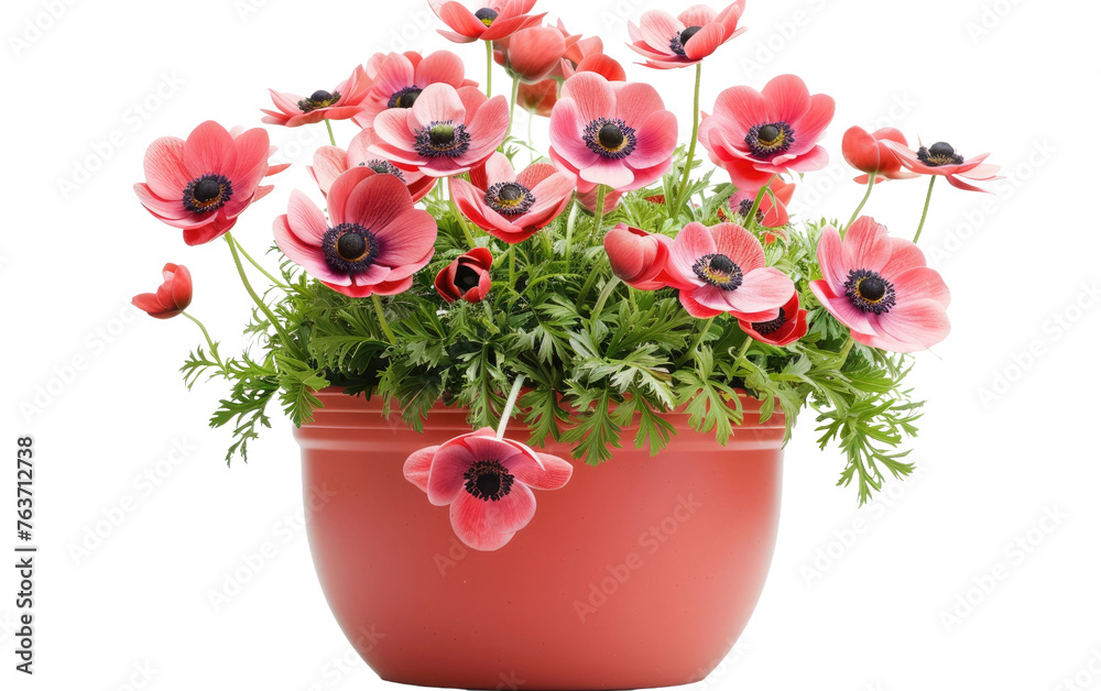 Pot of Anemone Blooms isolated on transparent Background