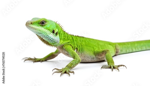 One green lizard isolated on a white background.