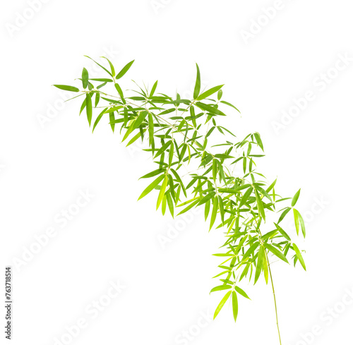 Fototapeta Naklejka Na Ścianę i Meble -  green bamboo leaves isolated on white background