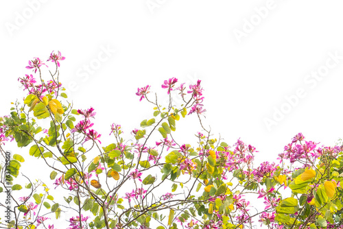 Pink flowers Bauhinia. Orchid tree blooming in springtime