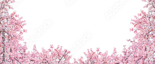 Pink cherry blossom in spring season isolated on white background.