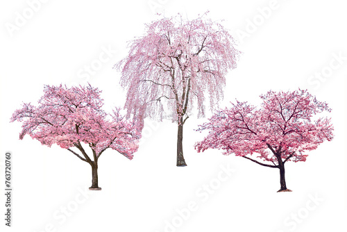 Sakura trees blooming isolated white background.