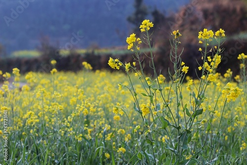 mustard plant in hilly mustard field  © deepak