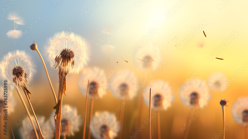 Lower fluff dandelion seeds with dew drop beautiful whimsy dreamy with blured back ground

