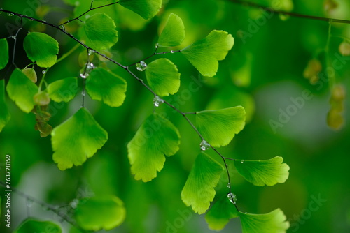 Suplir is a popular fern for decorating a room or garden that belongs to the Adiantum genus, which belongs to the Vittarioideae sub-tribe, Pteridaceae tribe. Maidenhair fern. Wet ornamental plant.   photo