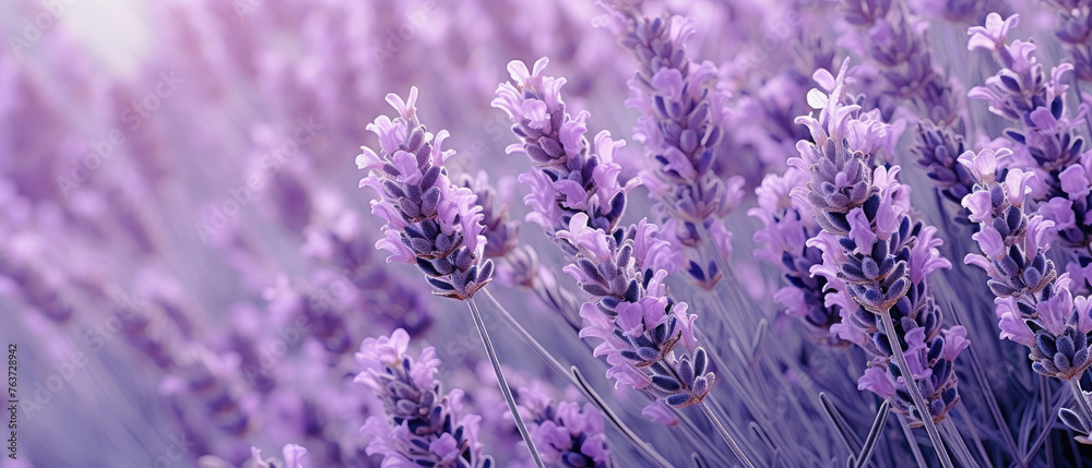Collection of Purple Lavender flowers blooming in soft pastel bright ...