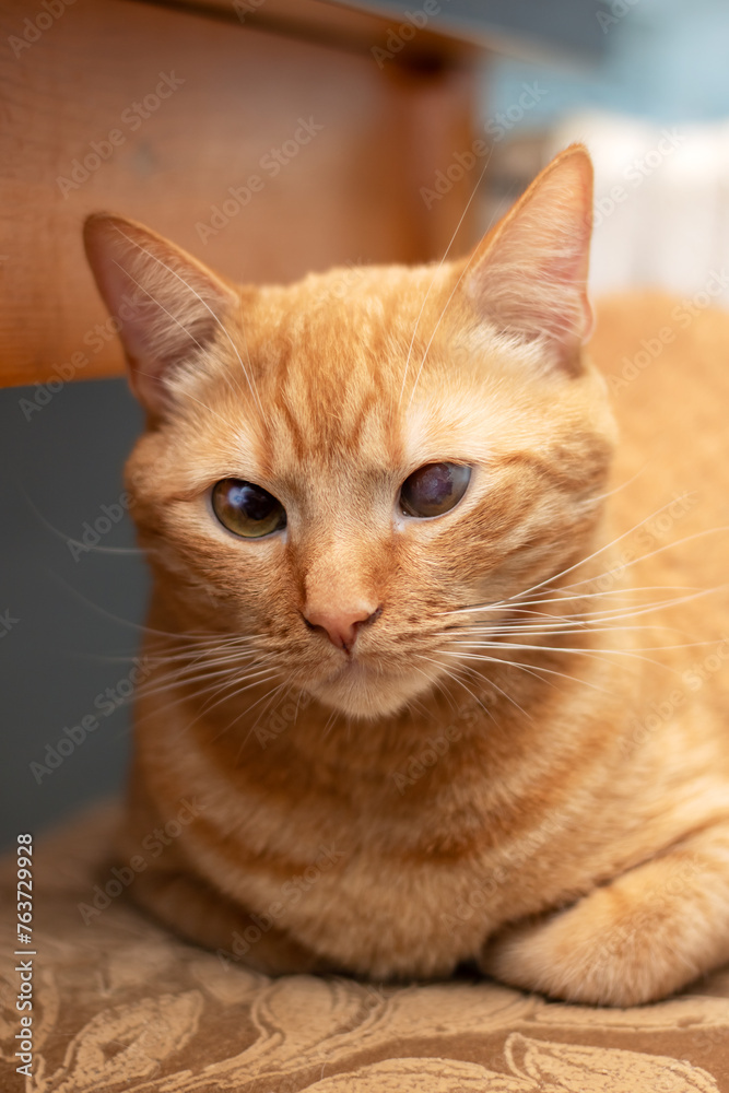 Ginger cat lying on a stool at home