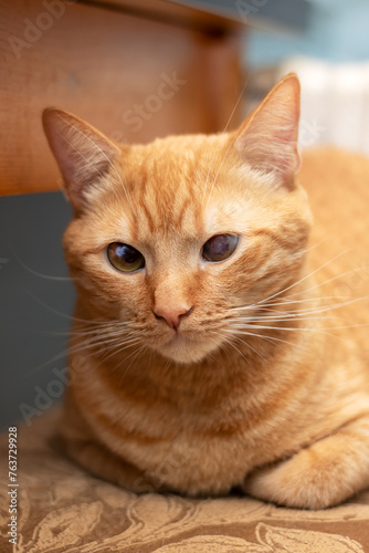 Fototapeta Naklejka Na Ścianę i Meble -  Ginger cat lying on a stool at home