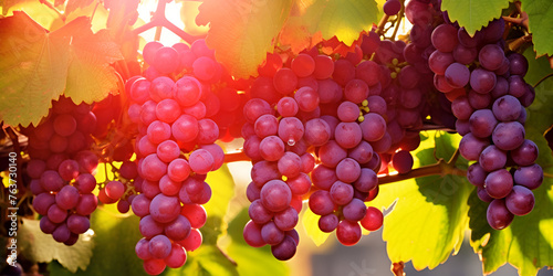 bunch of red and purple grapes on a vine with green leaves ripegrapes vineyardbeauty sunlight background photo