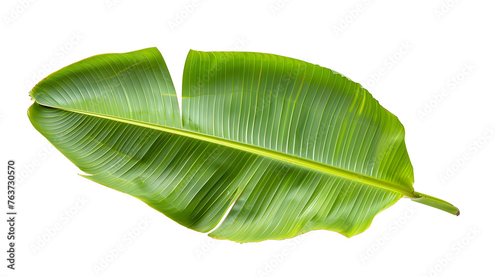 Obraz premium Banana leaves, leaves transparent pictures