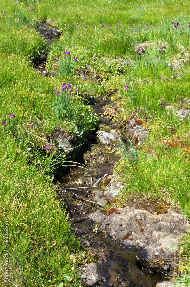 Top down view of stream meandering through a green meadow dotted with tiny purple wildflower blossoms. Top down view of stream meandering through a green meadow dotted with tiny purple wildflower blossoms.