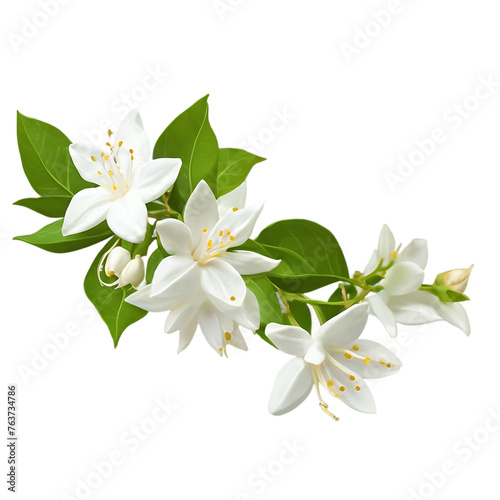 Bouquet of jasmine blossoms, isolated on transparent background Transparent Background Images  © Hans